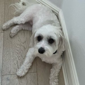 Meet your Posher, Junior